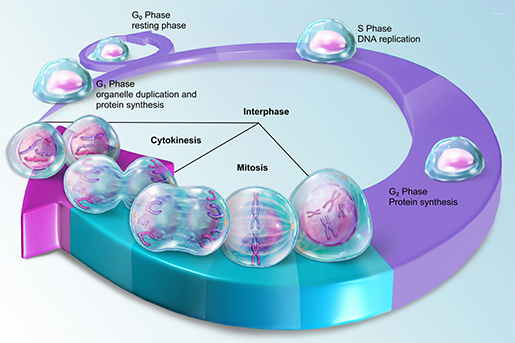 Mitosis And Meiosis What S The Difference